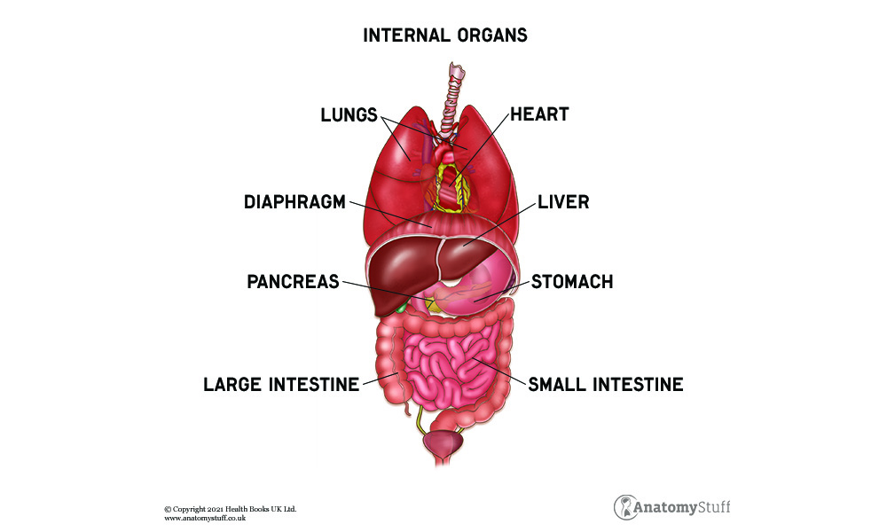 Internal Organs, Human Organs & their Functions